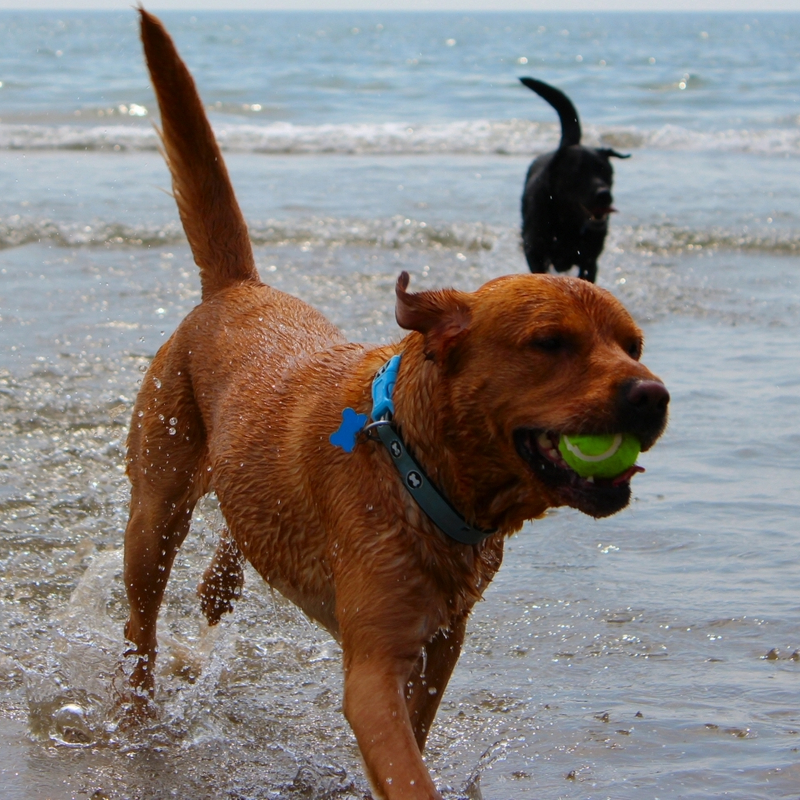 * Dogs on Harlech Beach *